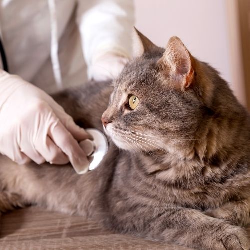 cat receiving exam at vet's office