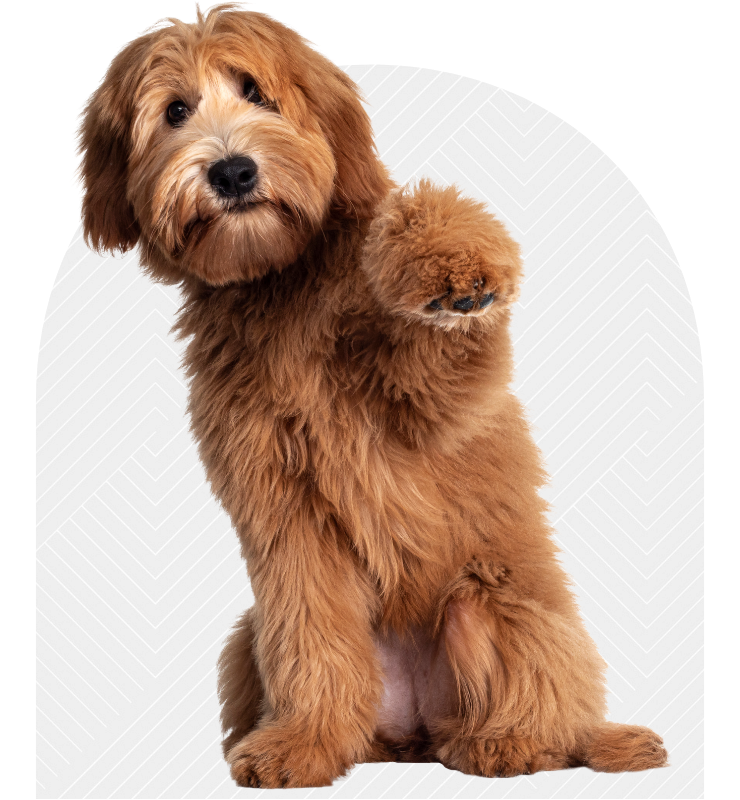 Contact Ark Veterinary Hospital