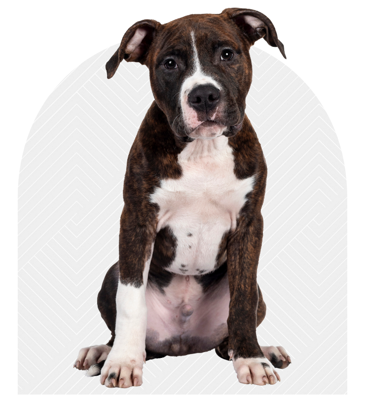 Pet Credit Cards Ark Veterinary Hospital