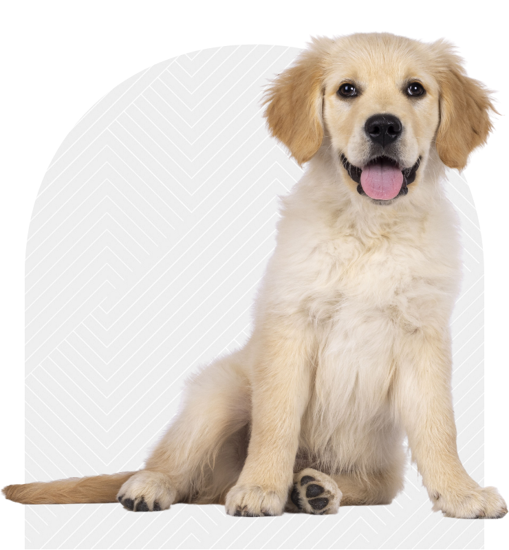 Contact Ark Veterinary Hospital