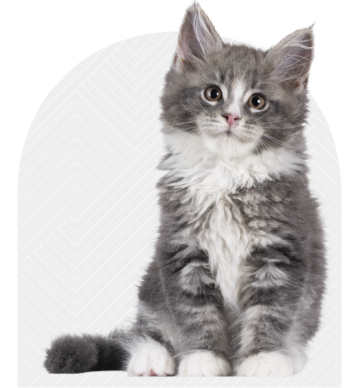 Contact Ark Veterinary Hospital